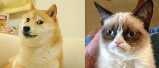 Doge und Grumpy Cat: Mögen sie in Frieden ruhen