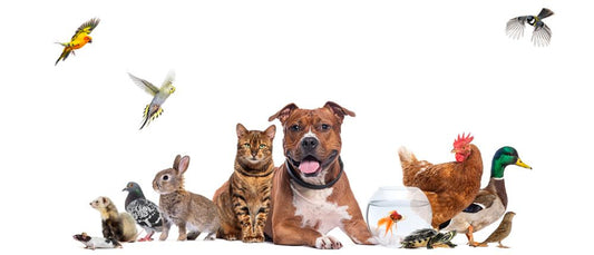 Tier Memes: Garantiert lustig