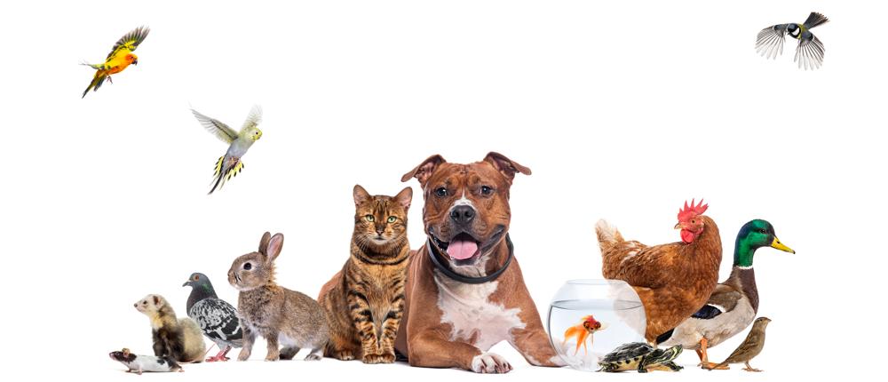 Tier Memes: Garantiert lustig